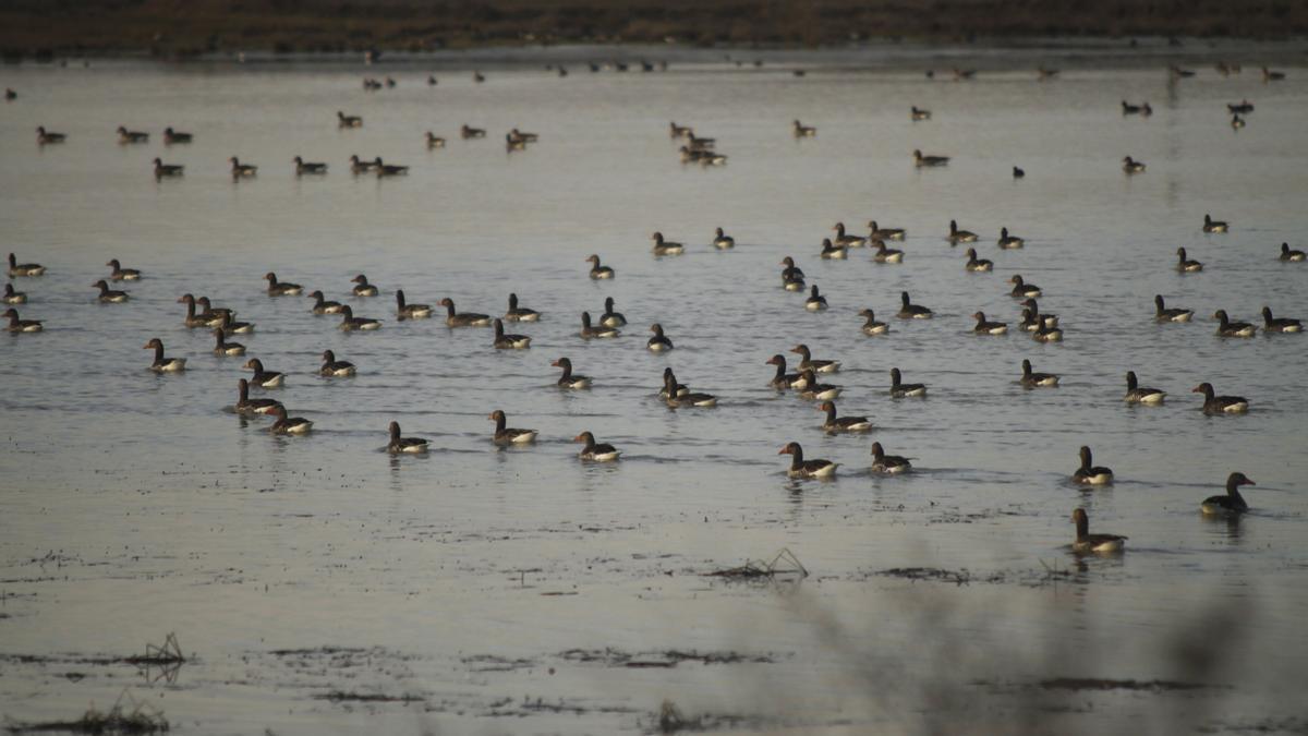 Aves en una de las lagunas de la Reserva de Villafáfila