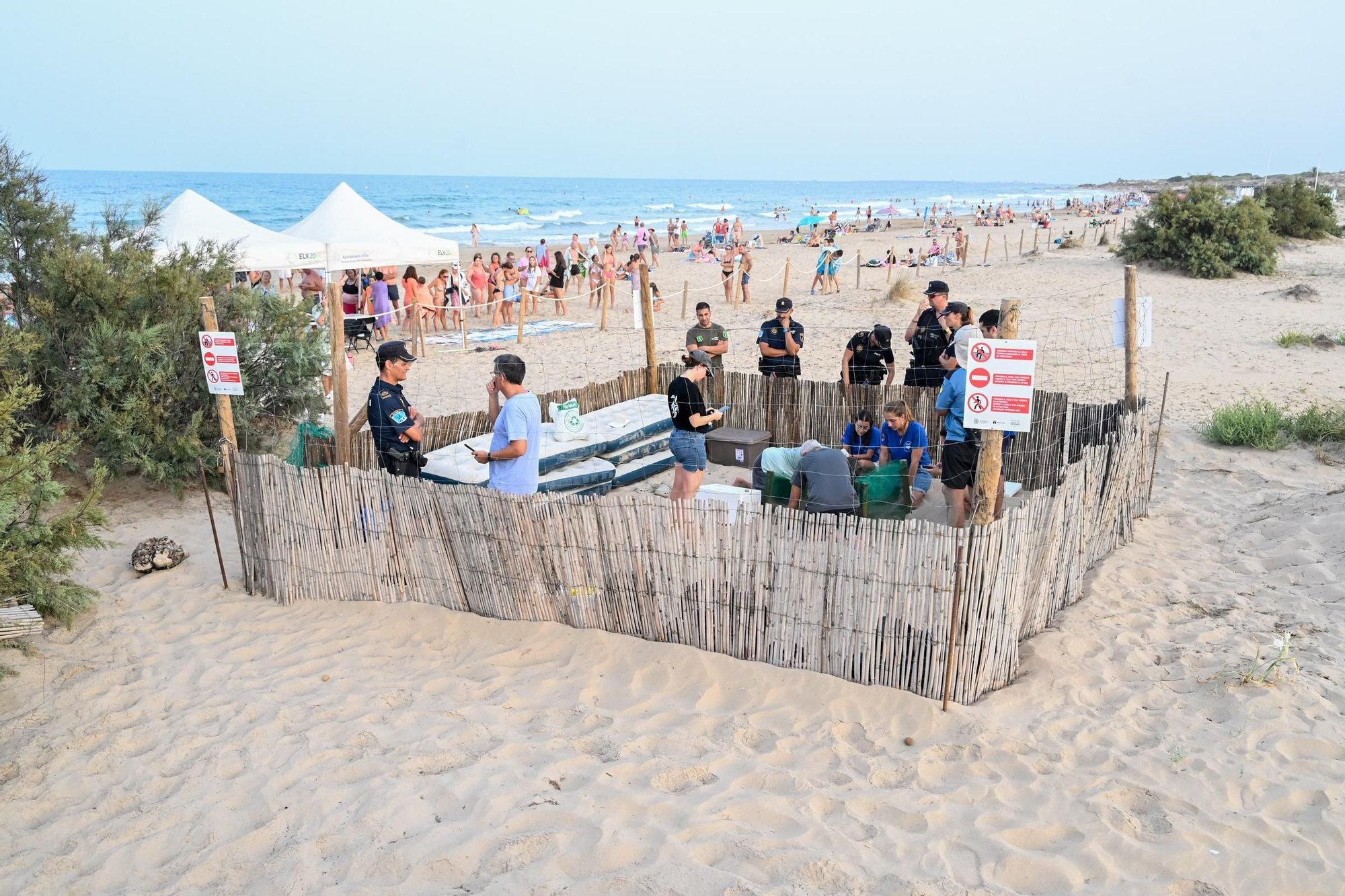 Gran expectación en Arenales del Sol por la suelta de 57 tortugas bobas recién nacidas