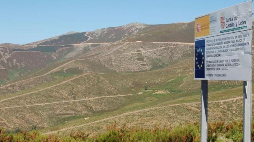 Laderas de la sierra de Escuredo aradas y reconvertidas como pinares.