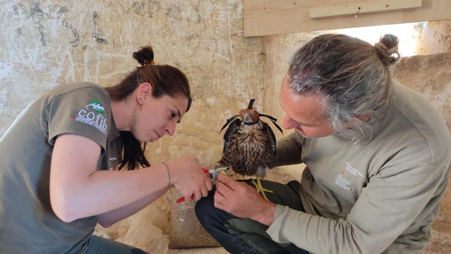 Crías de halcón en el Castell de Bellver para controlar la población de palomas