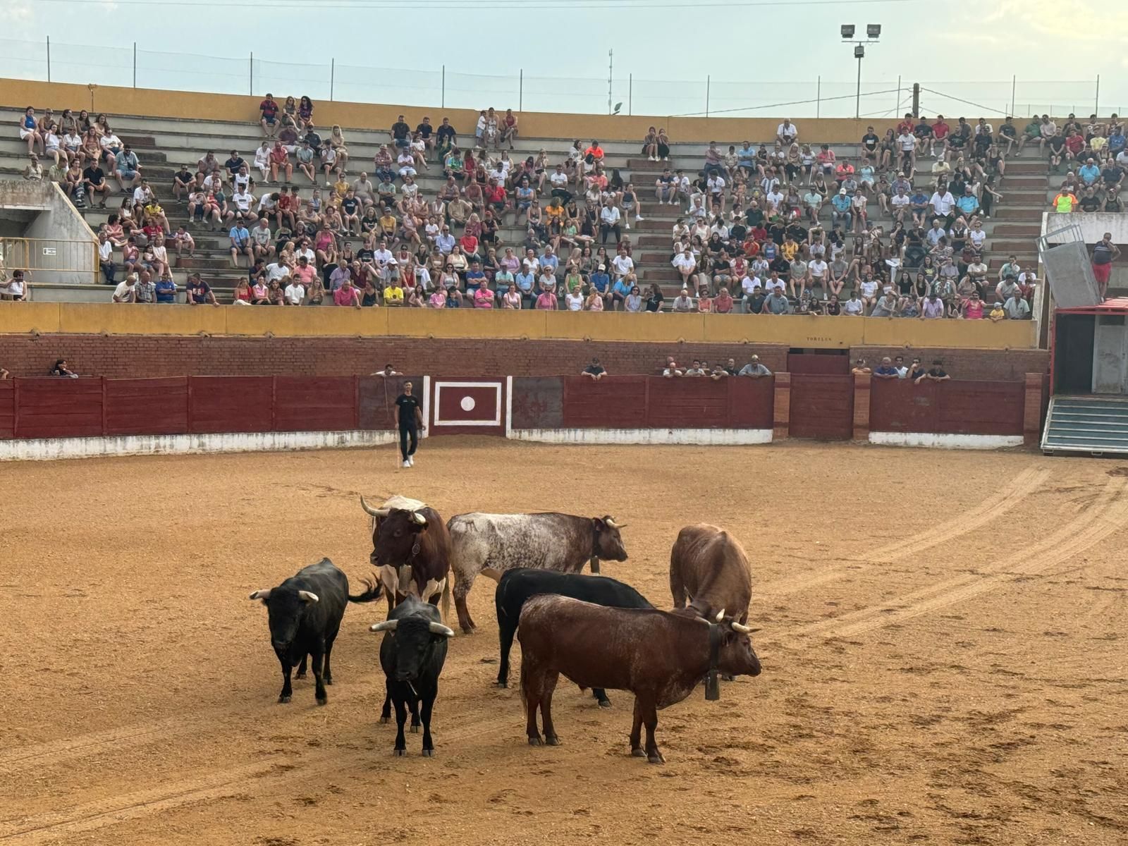 GALERÍA | Presentación de los toros de las fiestas de Fuentesaúco