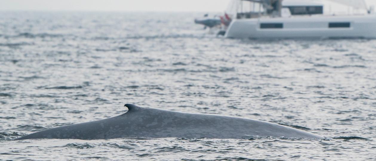 Una de las ballenas observadas mientras se alimentaba al lado del &quot;Chasula&quot;.