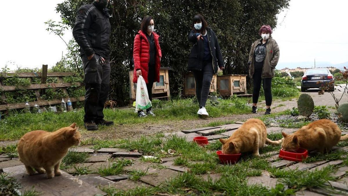 Varias personas alimentan a una colonia felina en Gijón.