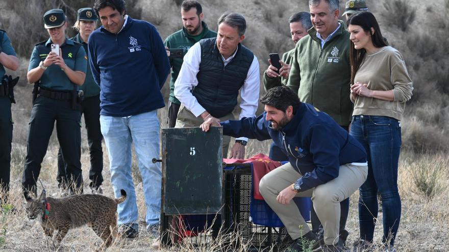 Liberan a Urso y Uff, dos nuevos linces en Lorca