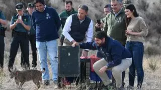 Liberan a Urso y Uff, dos nuevos linces en Lorca