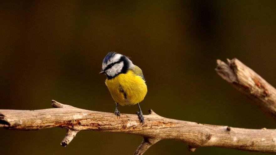 Una de las aves incluida en la guía.