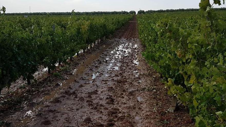 La tormenta daña 500.000 kilos de uva y unas 2.500 hectáreas de olivar