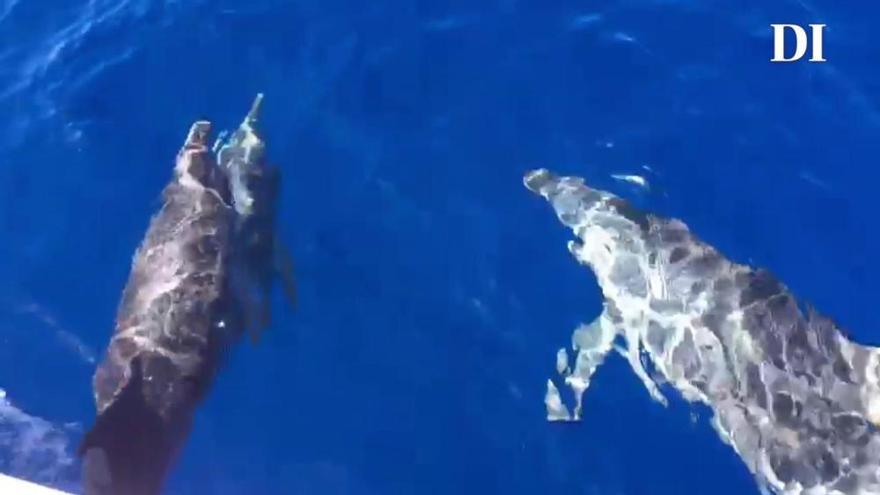 Cuatro delfines en aguas de Sant Antoni