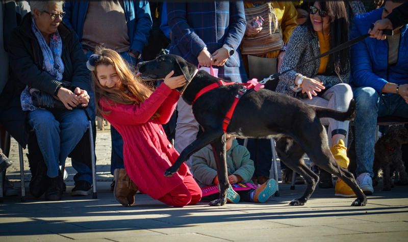 Fundación Bioparc y AUPA celebran el 15º Desfiles de perros abandonados