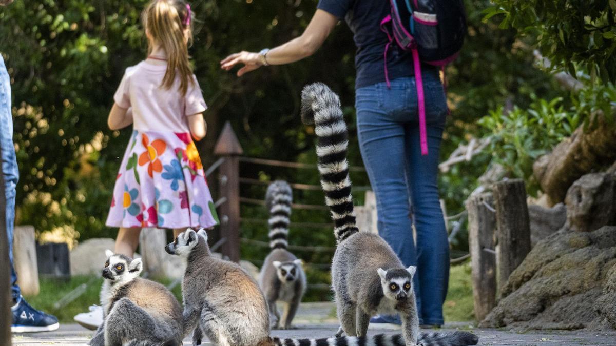 En Bioparc es posible caminar entre lémures.