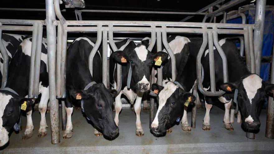 Vacas de leche en una ganadería de Gozón.