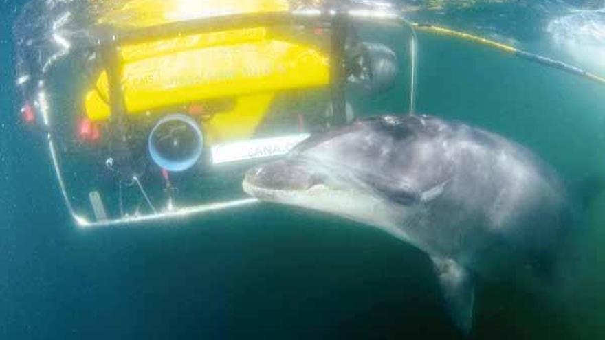 &quot;Gaspar&quot;, el delfín mular que frecuenta las costas gallegas, jugando con el robot marino de la expedición ecologista.