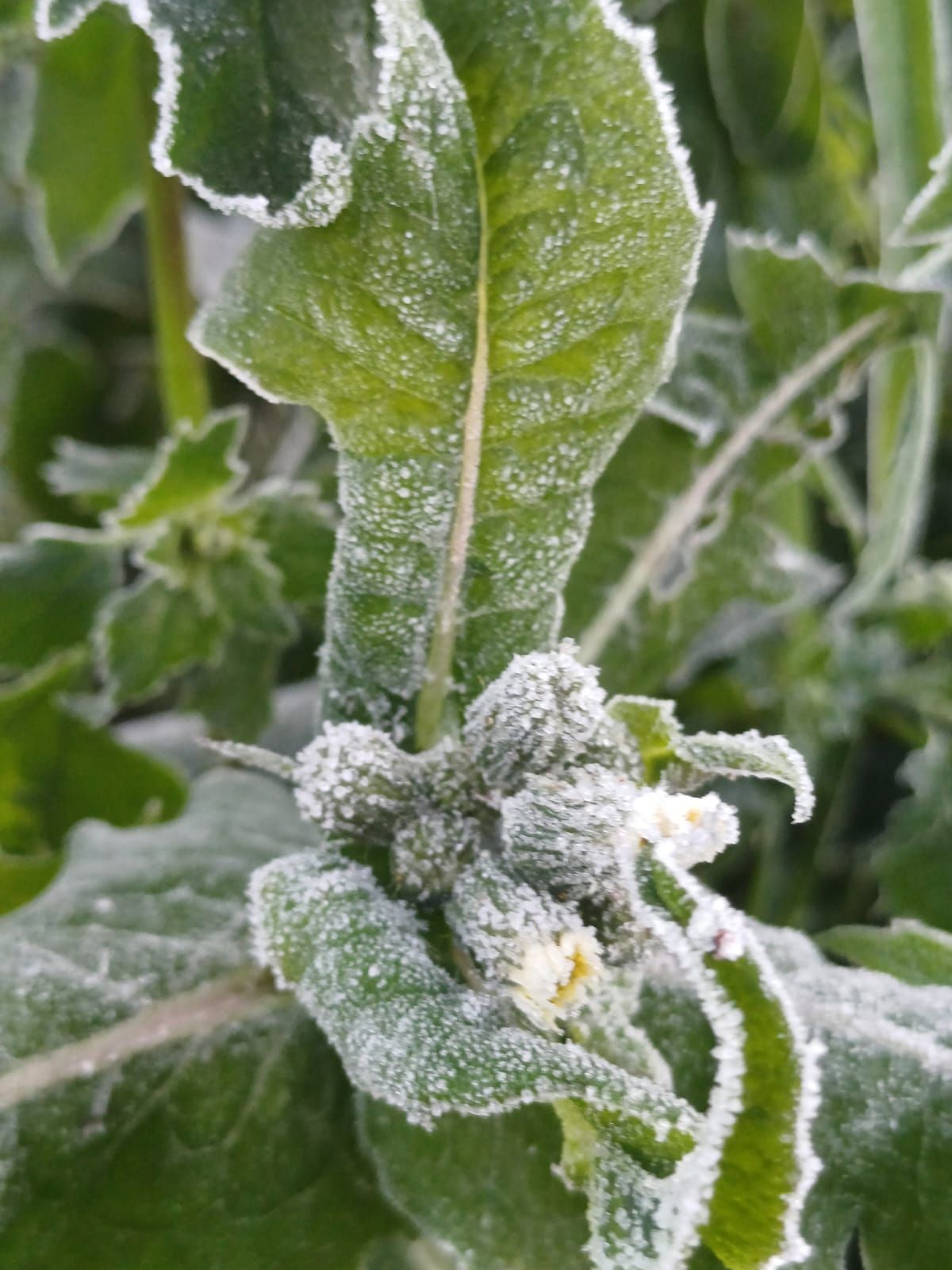 Así han amanecido muchos cultivos de la Vega Baja y el Camp d´Elx: bajo la escarcha