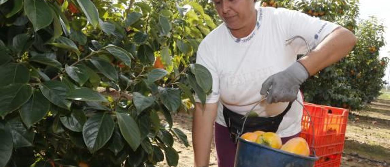 Ellas también mandan en el campo