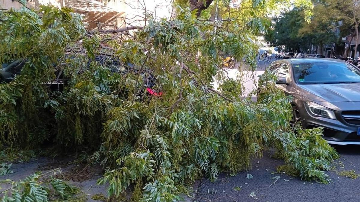 Árbol caído sobre un coche en la calle de Bori i Fontestà, en Barcelona