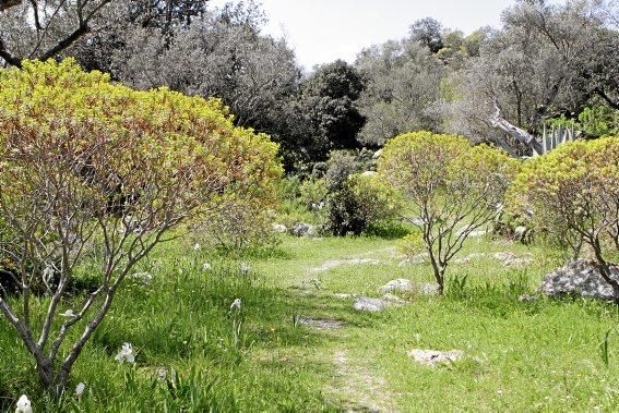 In Ariant blühen die mediterranen Pflanzen um die Wette. In dem von Heidi Gildemeister entworfenen Garten wird vieles den Launen der Natur und dem Zufall überlassen. Aber nicht alles.