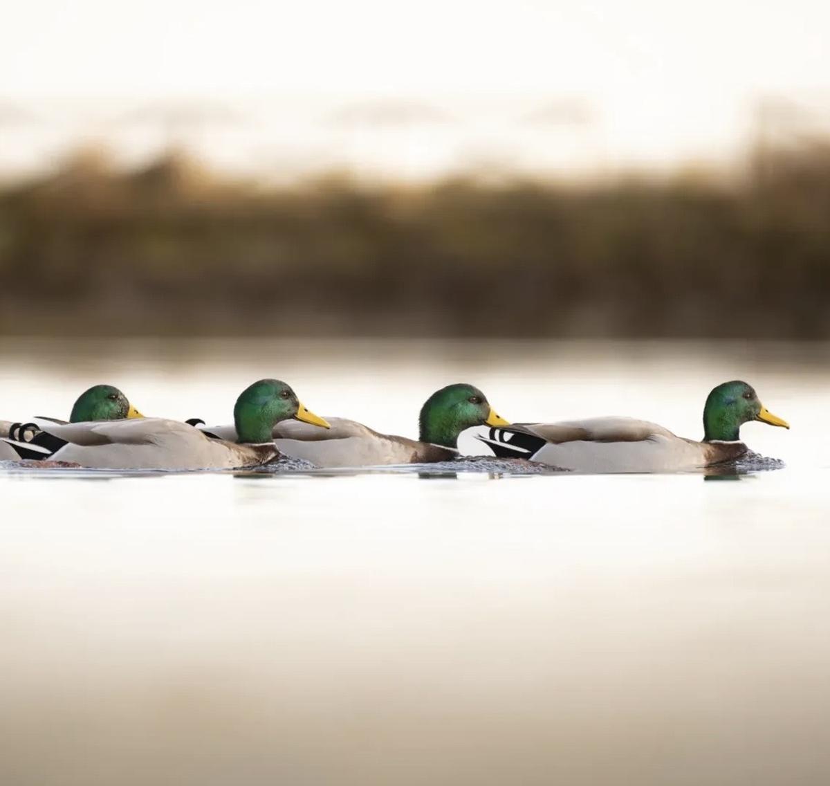 Ánades reales fotografiados en Extremadura