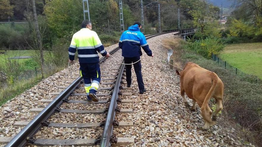 Una vaca mantiene cortada la vía del tren en Arriondas una hora