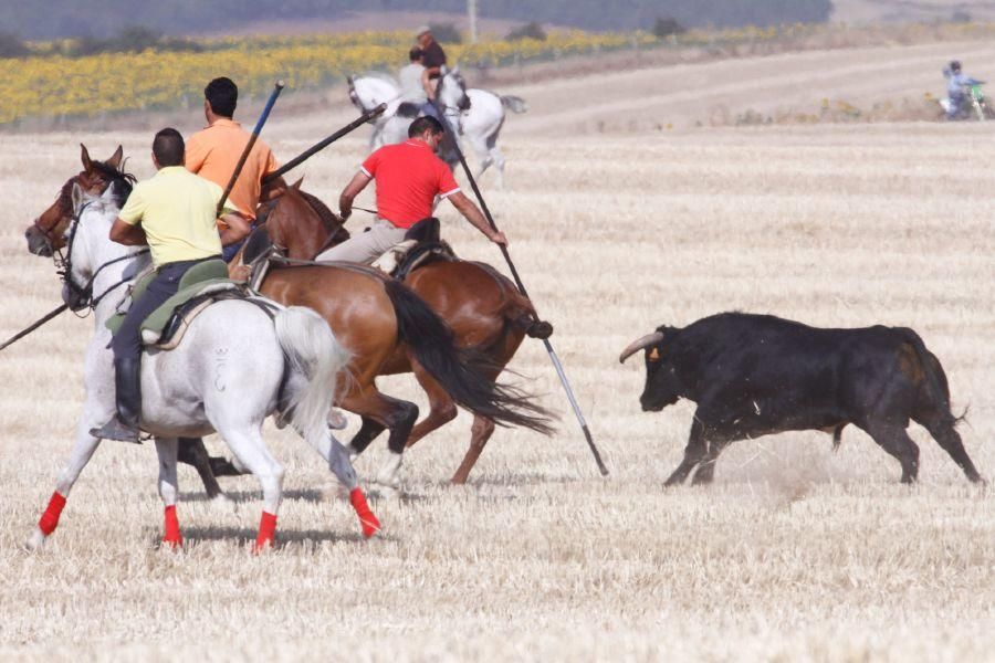 Fiestas en Zamora: Encierro campero en VIllaescusa