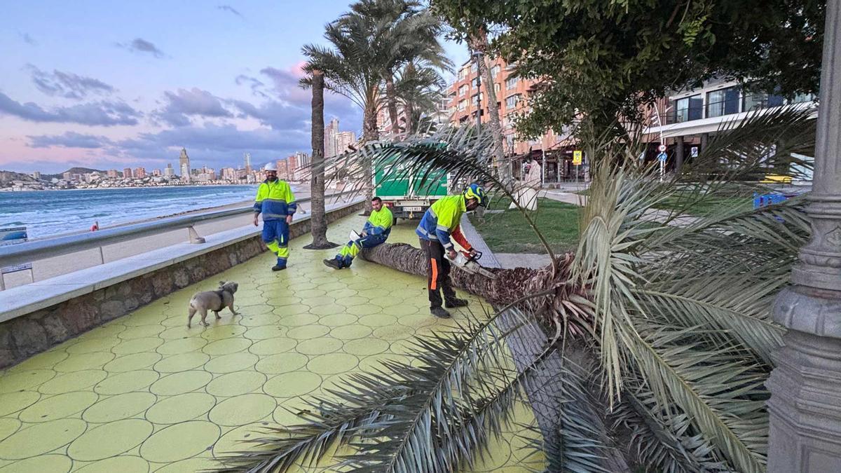 Los operarios retiran una palmera la pasada semana en Benidorm