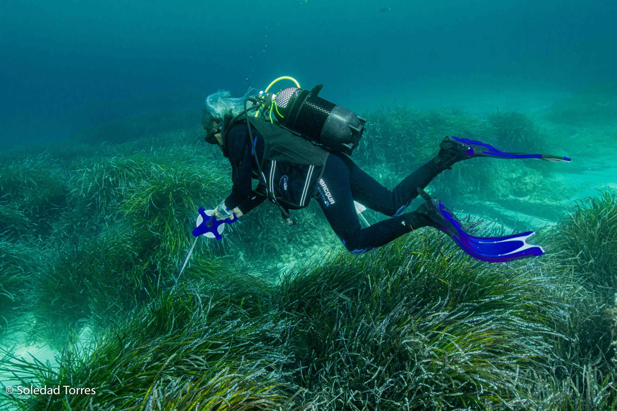 Galería de imágenes de la posidonia de la bahía de Talamanca