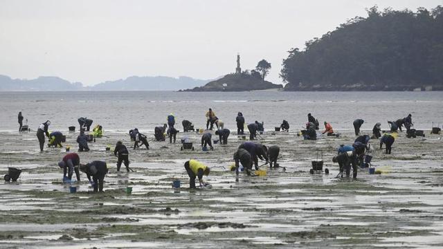 Marisqueo en el fondo de la ría de Pontevedra.