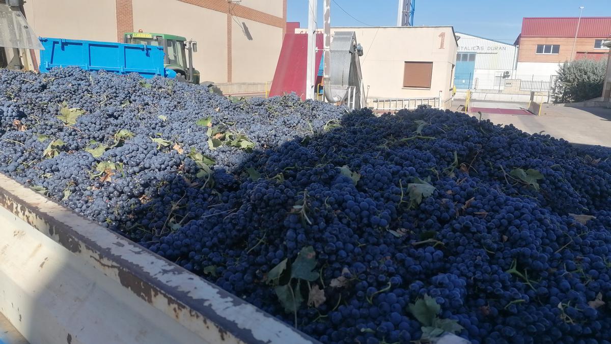 Racimos de uvas recolectados en la presente campaña de vendimia