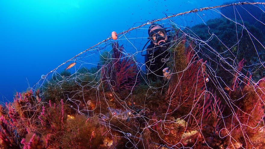 Submarinistas denuncian la destrucción de un jardín de gorgonias en Formentor