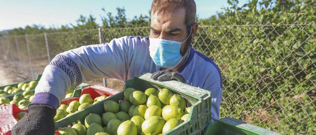 El agua de Tajo es clave para la producción de cítricos y hortalizas en la Vega Baja. | TONY SEVILLA