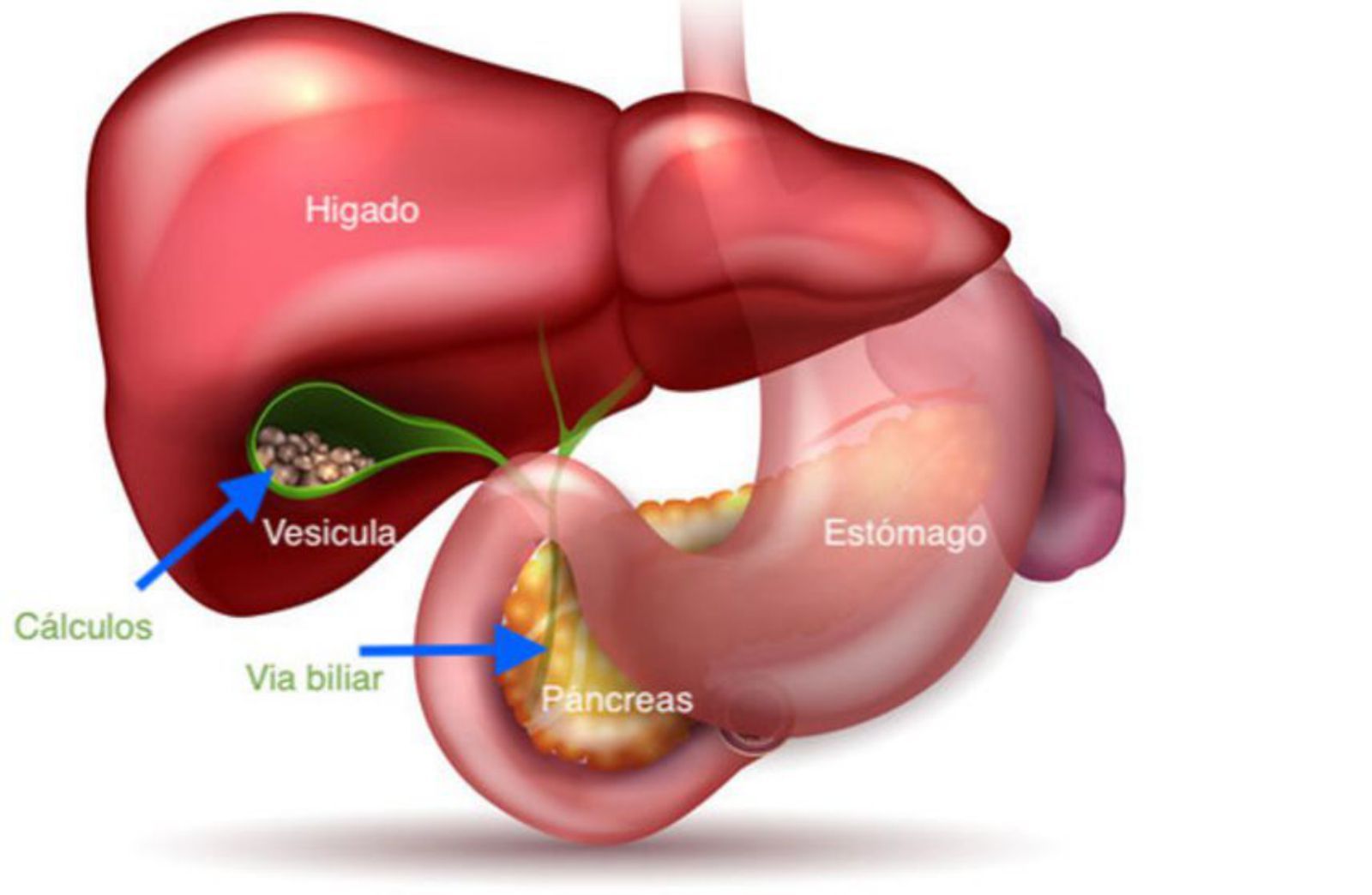 Representación de  la vesícula y su relación con órganos 
vecinos.