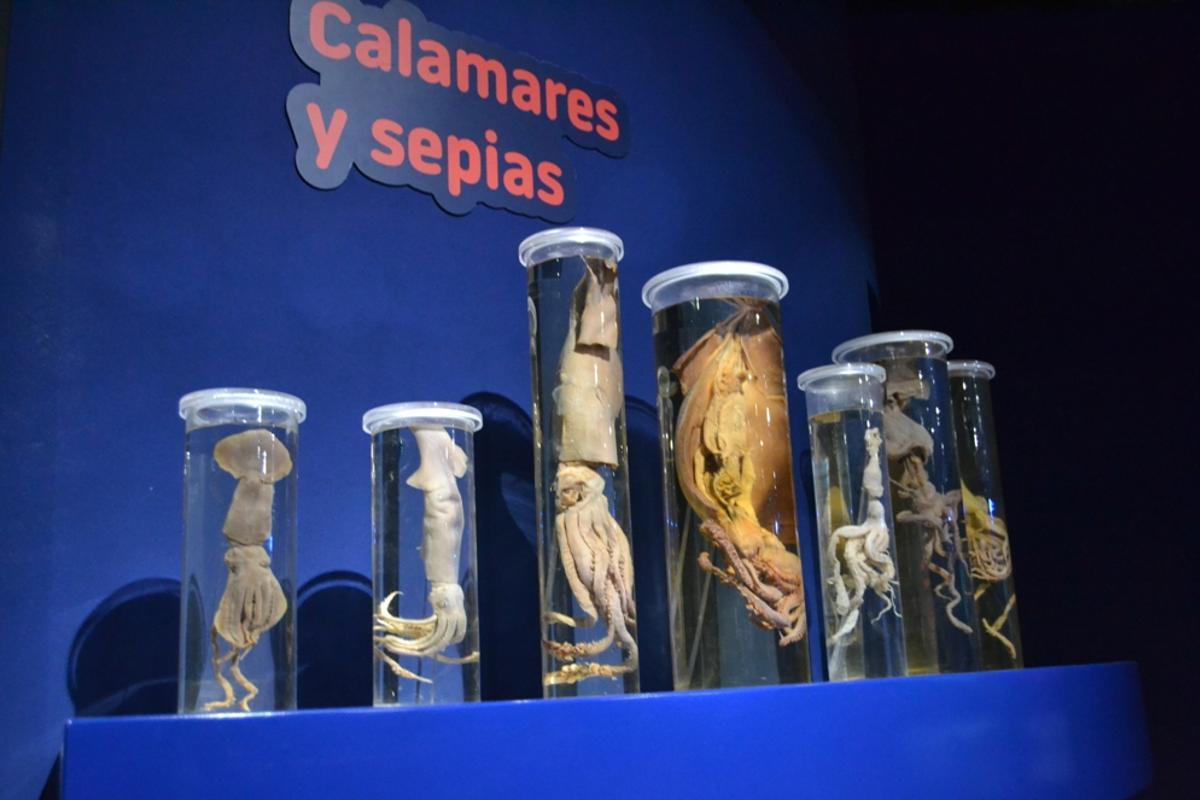 Material de la exposición.