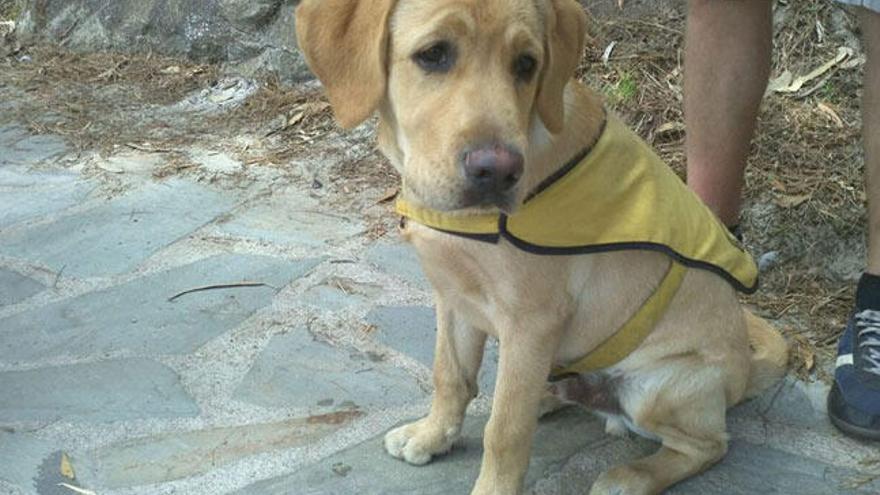 El cachorro de labrador, Jalisco