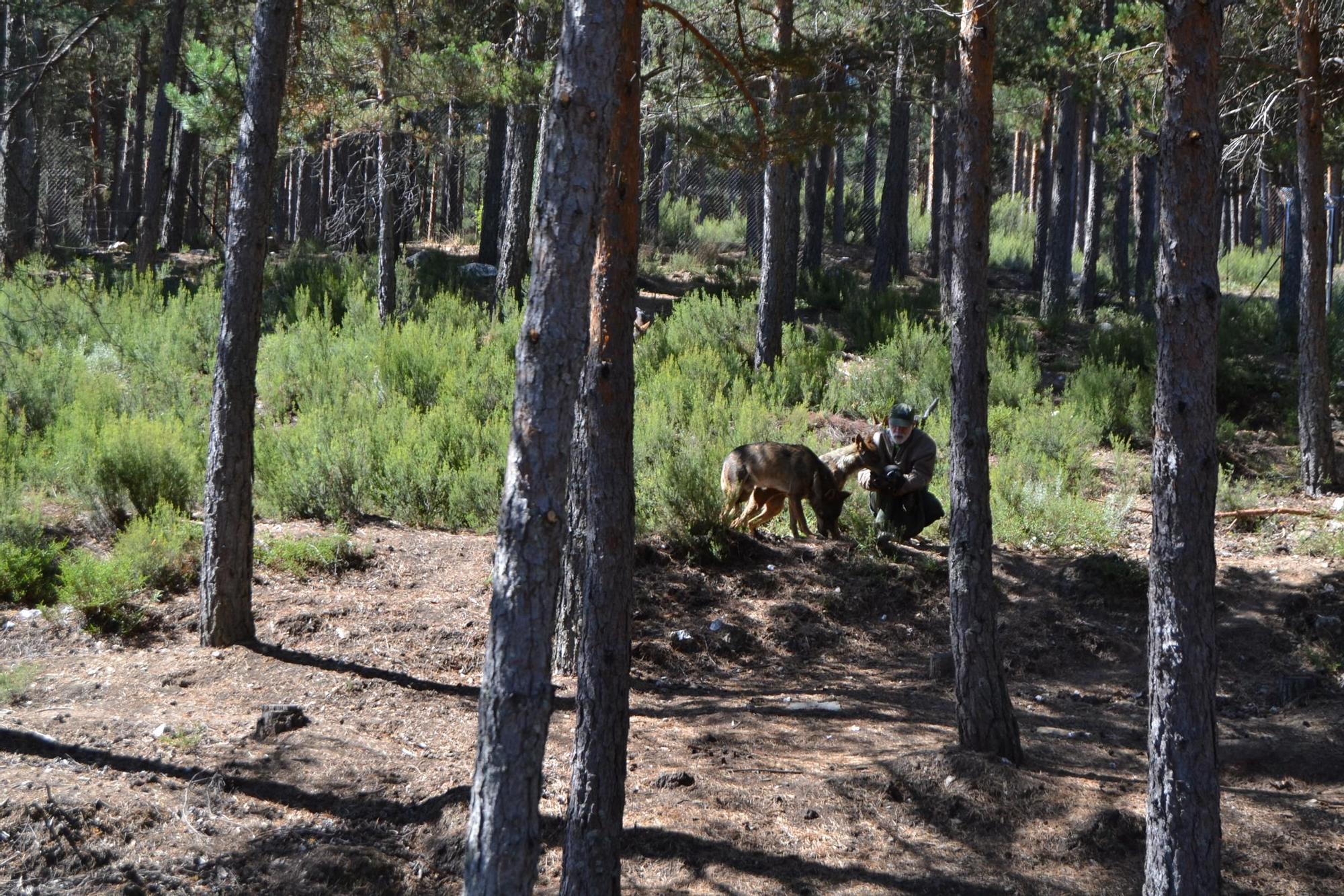 Las mejores imágenes de la visita del consejero al Centro del Lobo de Robledo de Sanabria