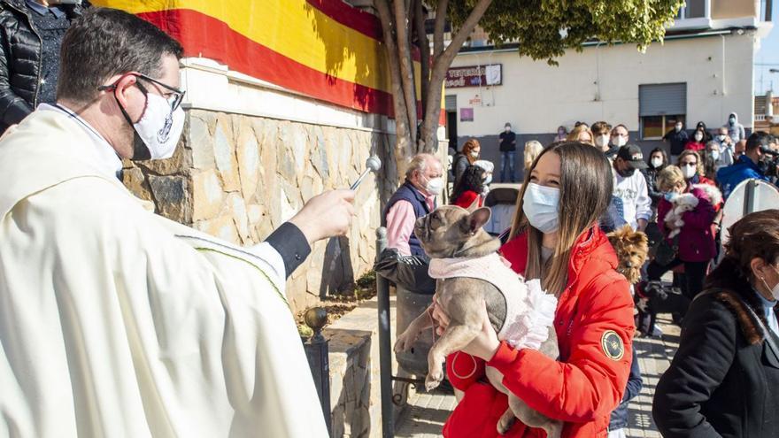 Los animales, bendecidos en San Antón