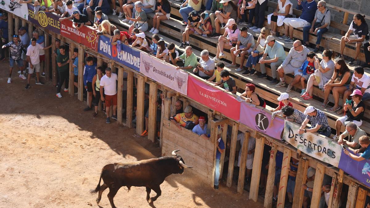 Un momento del encierro, ayer por la mañana en Fermoselle