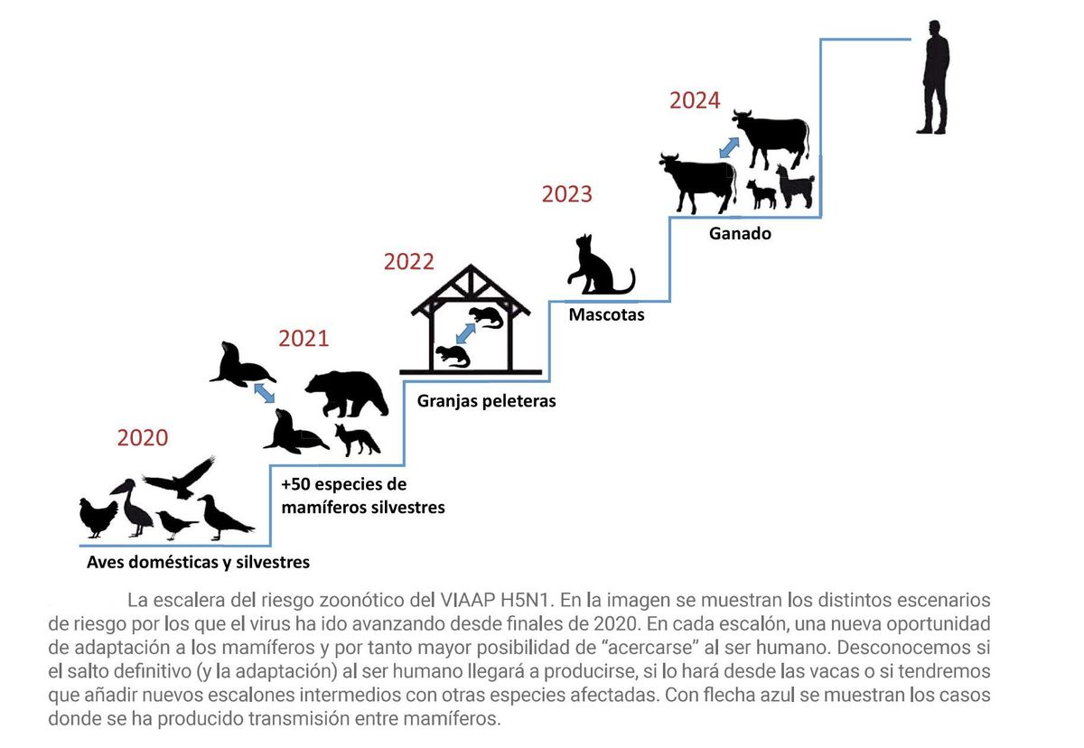 Escalera de riesgo de la gripe aviar H5N1, realizada por Elisa Pérez Ramírez.