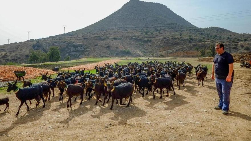 Los altos costes truncan el envío de cabras de la provincia de Alicante a África y Oriente Próximo