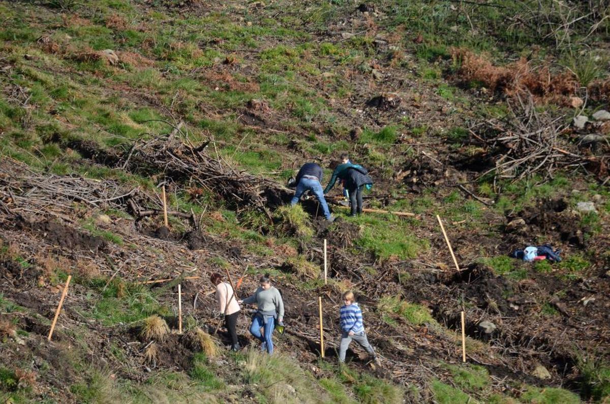 Una plantación de árboles en Saiar (Caldas).