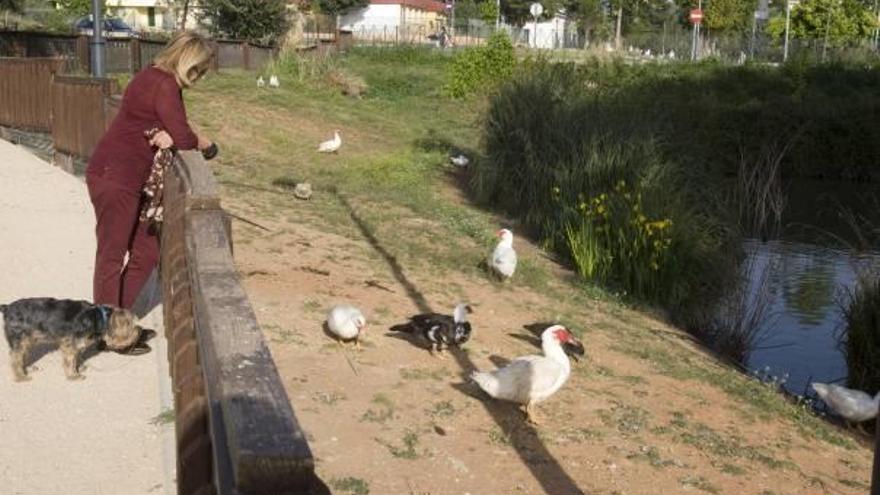 Los patos del Gorg de l&#039;Omet de Canals que van a ser trasladados en su mayoría a Bolbaite.