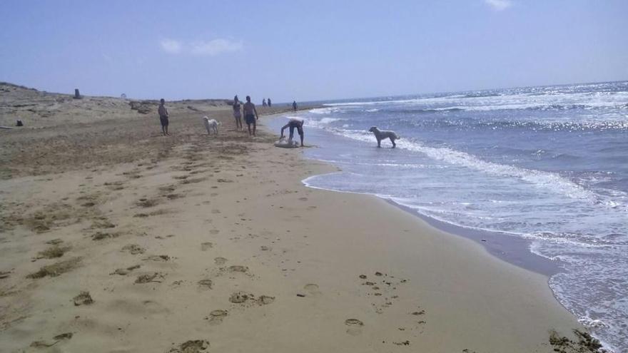 Los dueños de los perros cepillan a sus mascotas en plena orilla del agua durante un domingo del pasado mes.