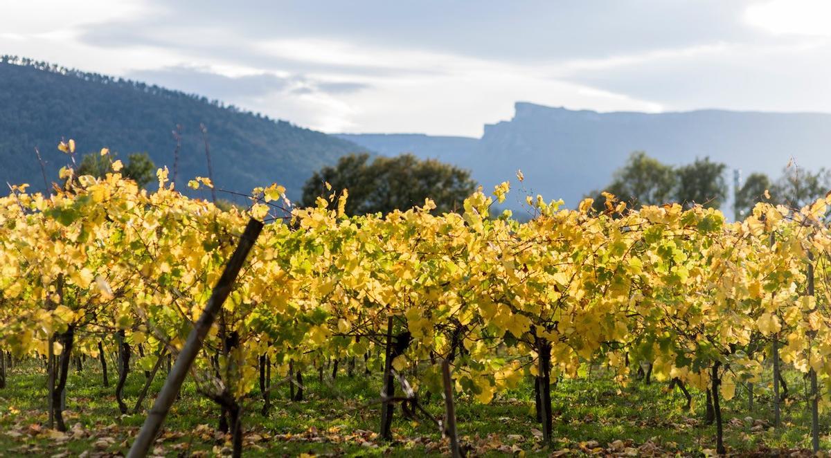 Viñas de Txakoli