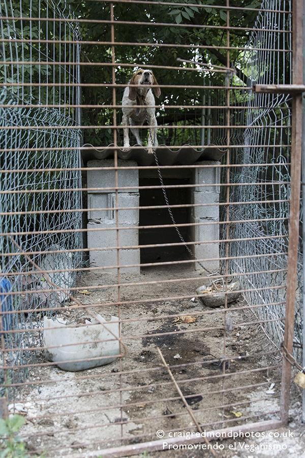 La asociación Promoviendo el Veganismo denuncia casos de maltrato a perros de caza en el Pirineo