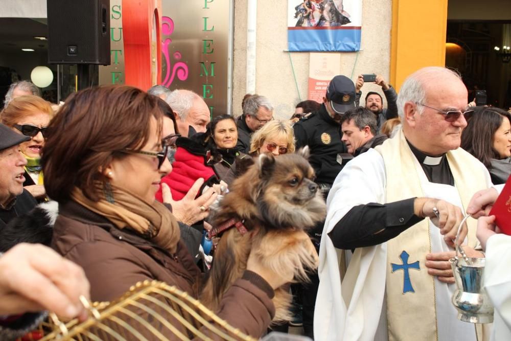 Bendición de San Antón en Murcia