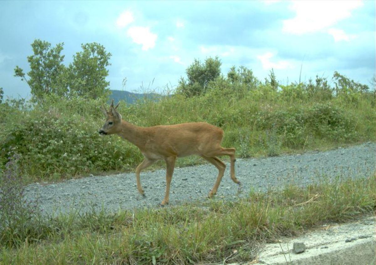 Cabirol en pas de fauna superior