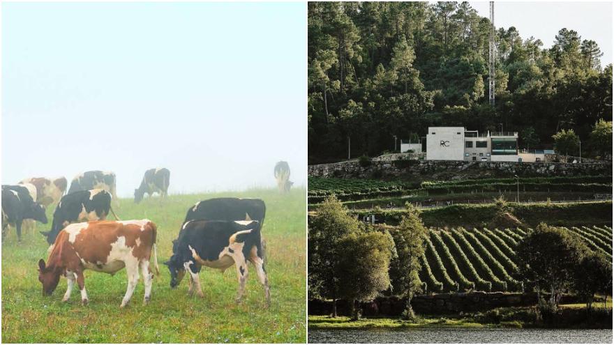 Vacas de la empresa Kalekoi de Lalín y la bodega de Ramón do Casar, en Castrelo de Miño.