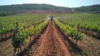 Los agricultores extremeños de la vid y el olivo pueden solicitar ayudas de hasta 40.000 euros
