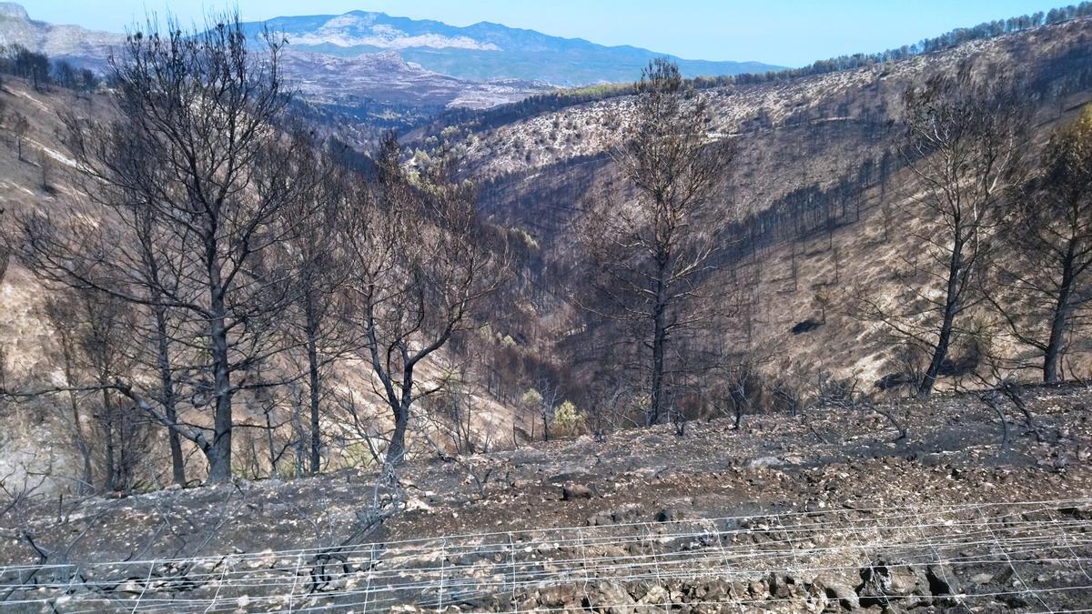 Barranco de la Vall d&#039;Alcalà totalmente calcinado