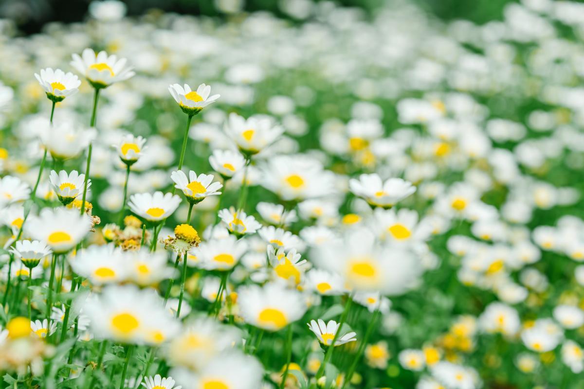 Sí, la primavera està desapareixent i ha perdut un mes en 50 anys