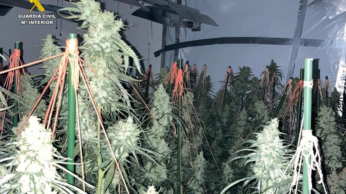 Plantación de marihuana descubierta en Calp.