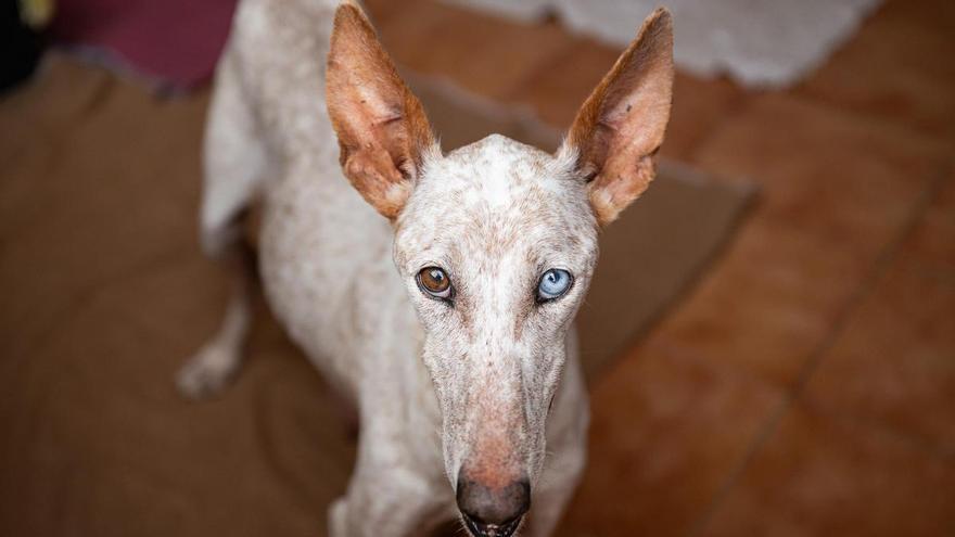 Warum das Leid spanischer Jagdhunde trotz neuem Tierschutzgesetz weitergeht